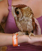 Oriental Bay Owl