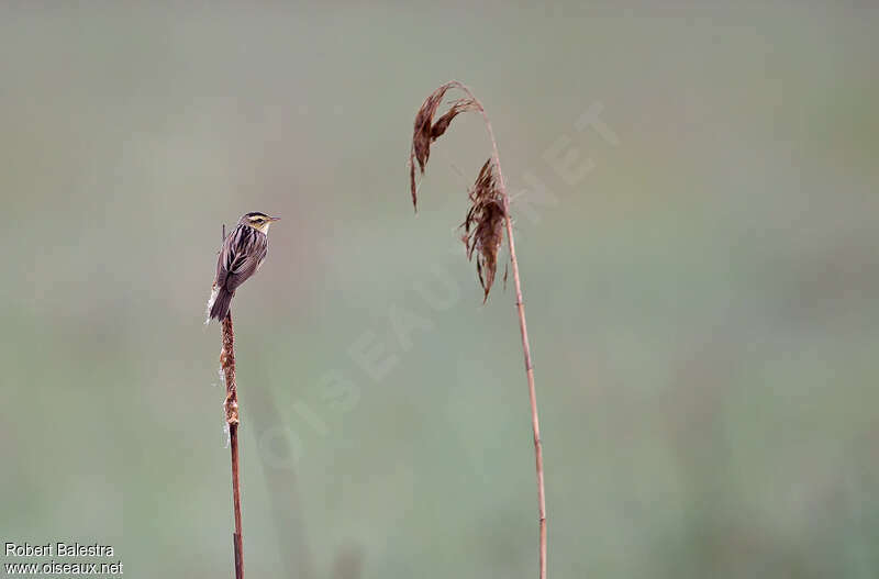 Aquatic Warbler male adult breeding, pigmentation, song