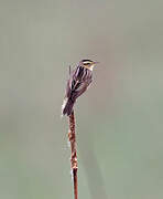 Aquatic Warbler