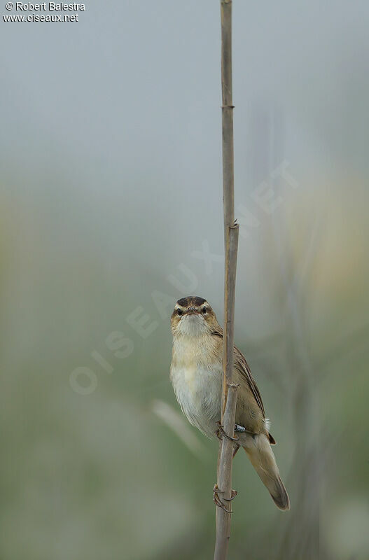 Sedge Warbler