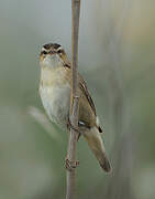 Sedge Warbler