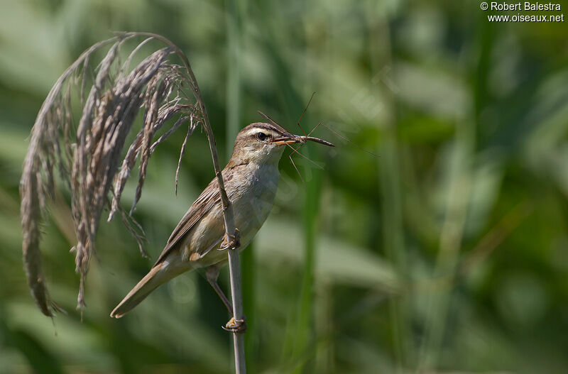 Sedge Warbler