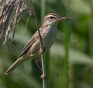 Sedge Warbler