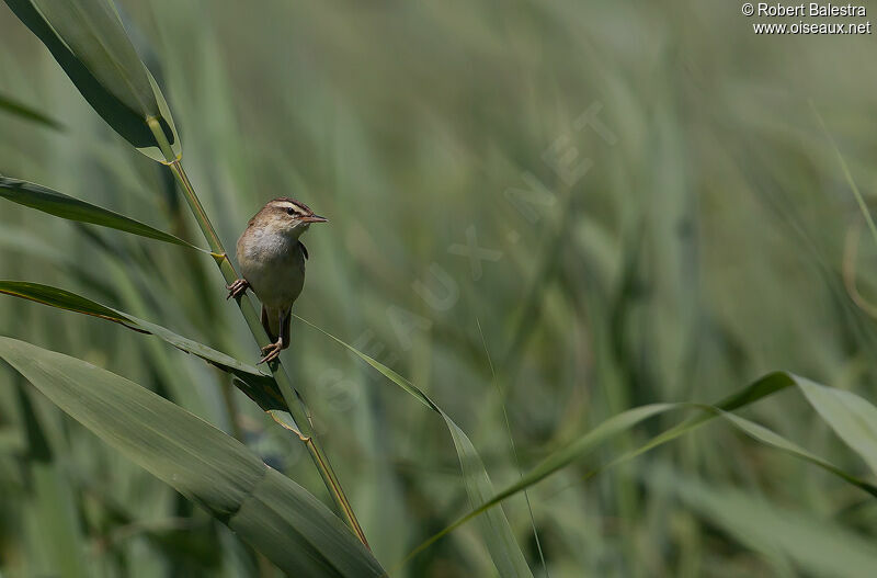 Sedge Warbler