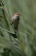 Sedge Warbler