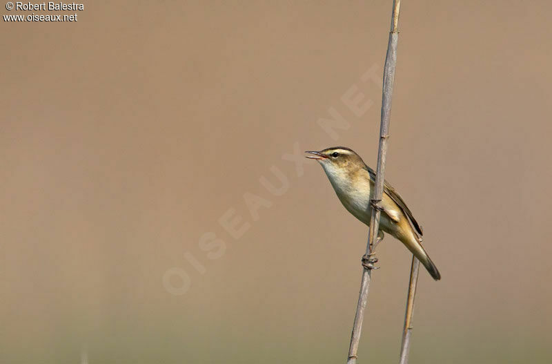 Sedge Warbler