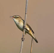 Sedge Warbler