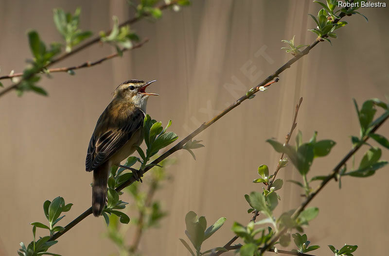 Sedge Warbler