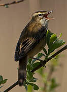 Sedge Warbler