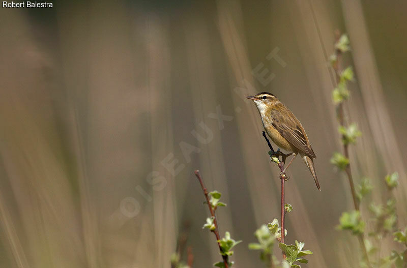 Sedge Warbler