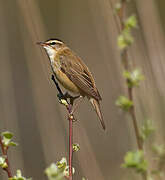 Sedge Warbler