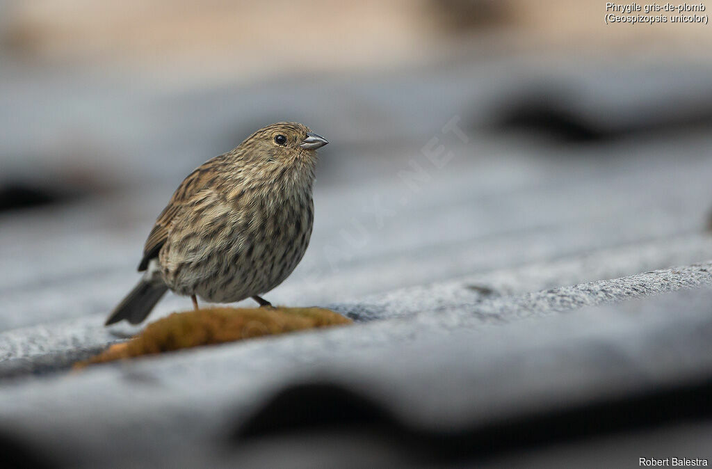 Plumbeous Sierra Finch