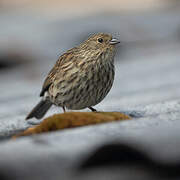 Plumbeous Sierra Finch