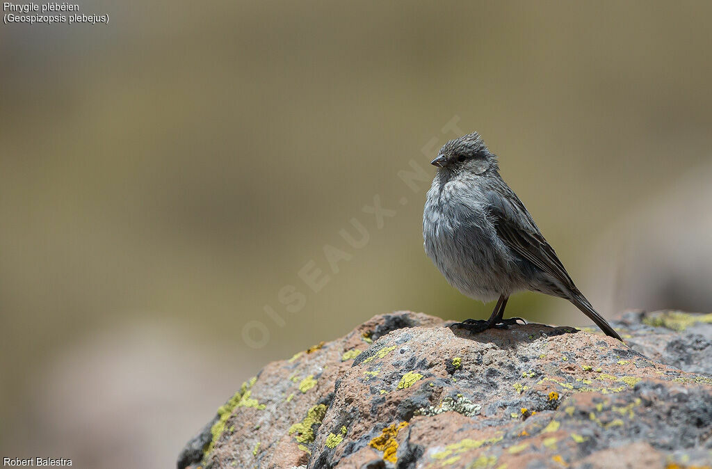 Ash-breasted Sierra Finch