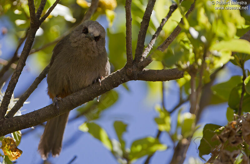 Abyssinian Catbird