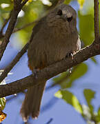 Abyssinian Catbird