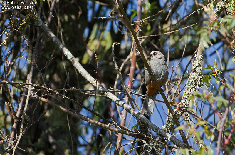 Abyssinian Catbird