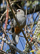 Abyssinian Catbird