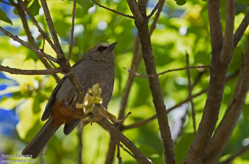 Abyssinian Catbirdadult, identification