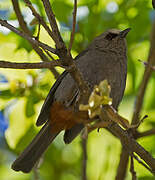 Abyssinian Catbird