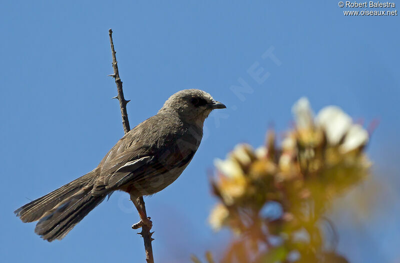 Abyssinian Catbird