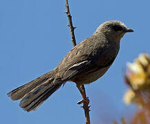 Abyssinian Catbird