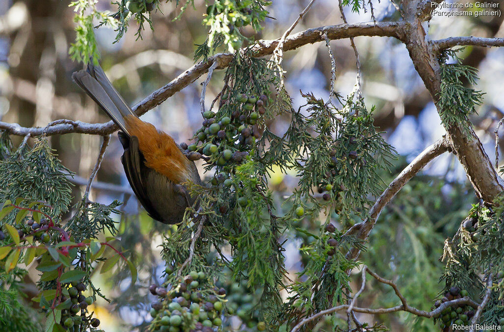 Abyssinian Catbird