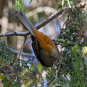 Abyssinian Catbird