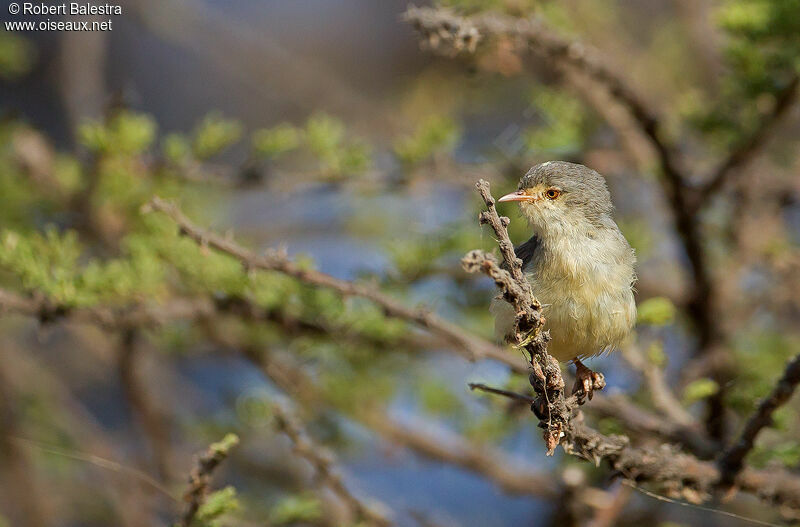 Buff-bellied Warbler