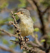 Buff-bellied Warbler