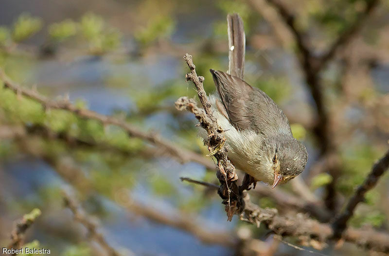 Buff-bellied Warbler