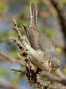 Buff-bellied Warbler