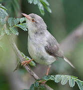 Buff-bellied Warbler