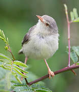 Buff-bellied Warbler