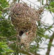 Buff-bellied Warbler