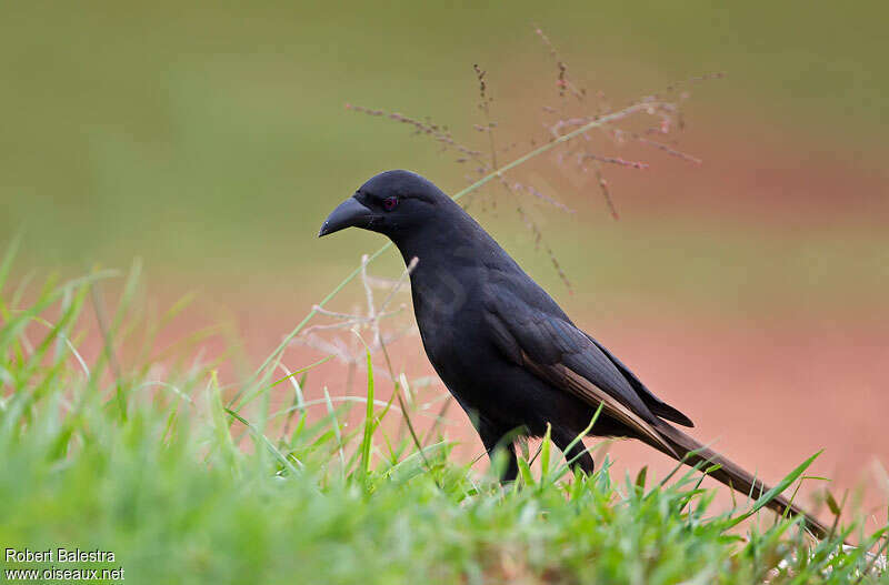 Piapiac africainadulte, identification