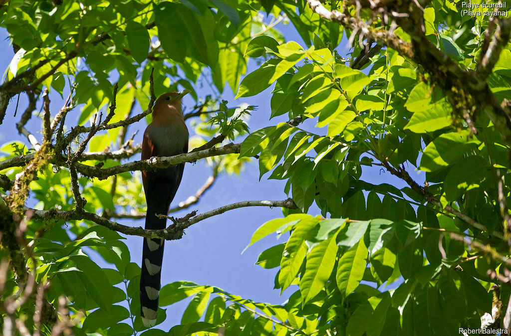 Squirrel Cuckoo