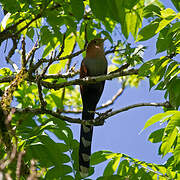 Squirrel Cuckoo