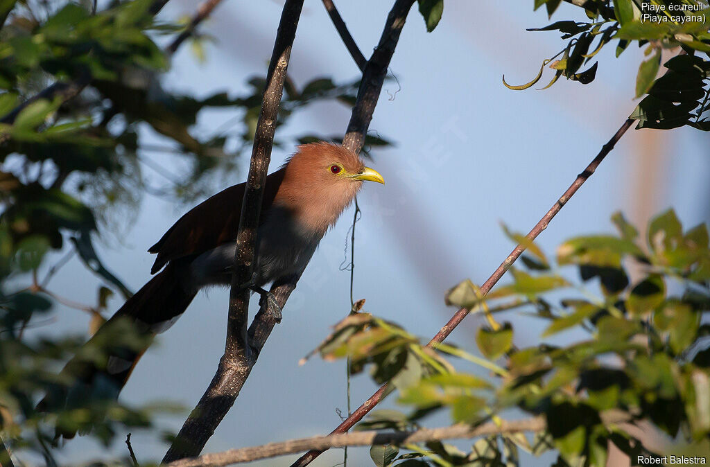 Squirrel Cuckoo