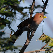 Squirrel Cuckoo