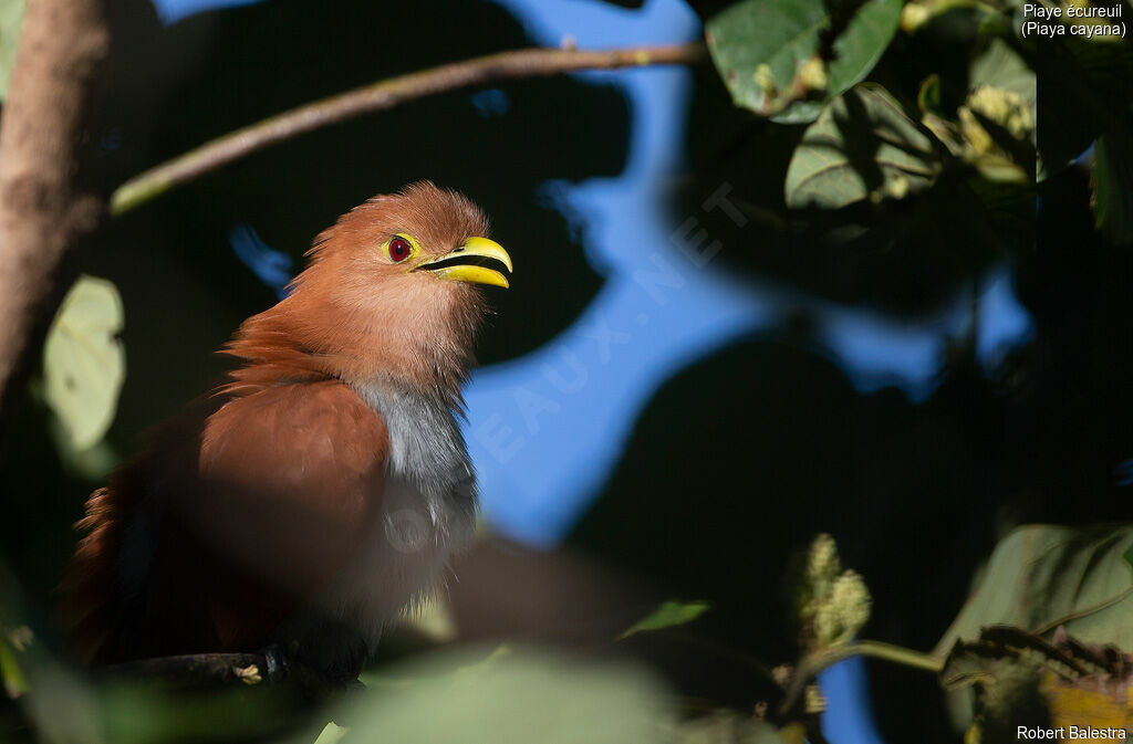 Squirrel Cuckoo