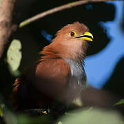 Squirrel Cuckoo