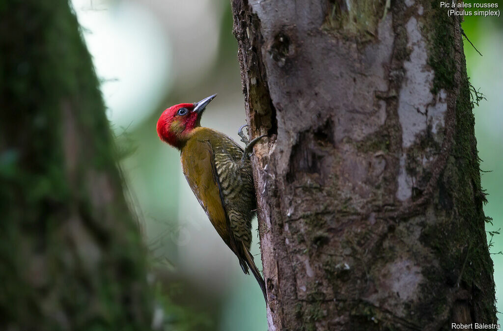 Rufous-winged Woodpecker