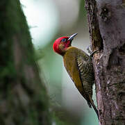 Rufous-winged Woodpecker