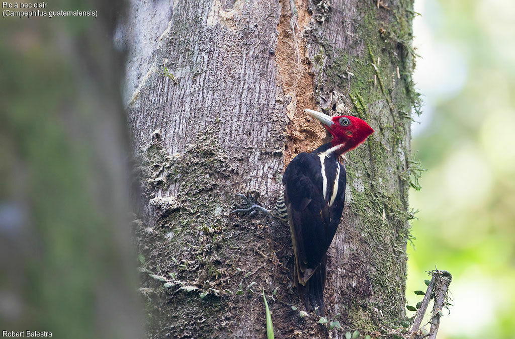 Pale-billed Woodpecker