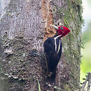 Pale-billed Woodpecker