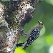 Red-crowned Woodpecker