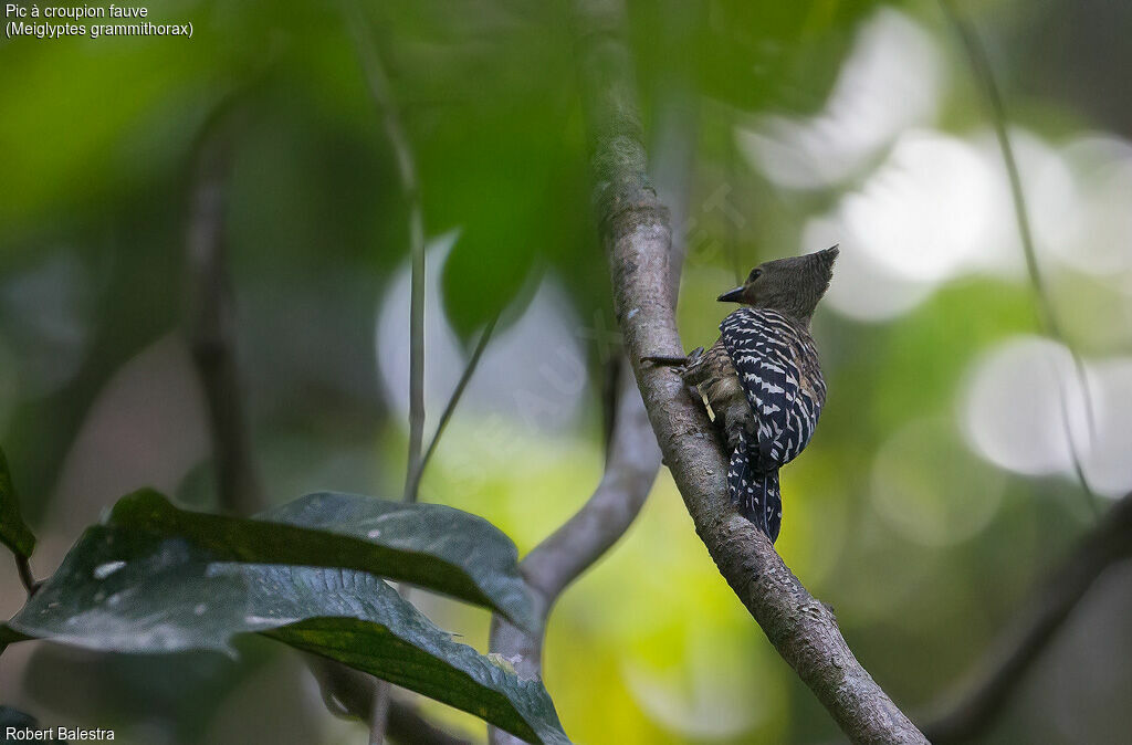 Buff-rumped Woodpecker