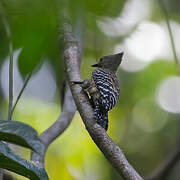 Buff-rumped Woodpecker