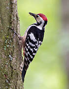 White-backed Woodpecker